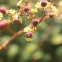 Ziziphus rugosa Lam.